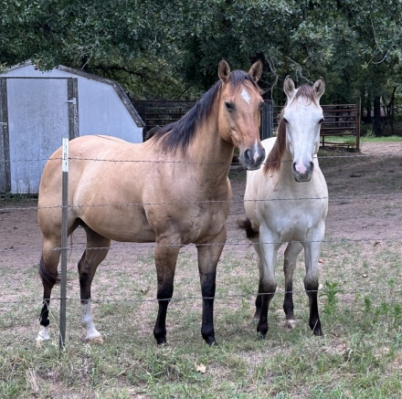 Arh Flashback Scout, Dun AQHA Quarter Horse Mare, Cowbred Lineback Dun ...