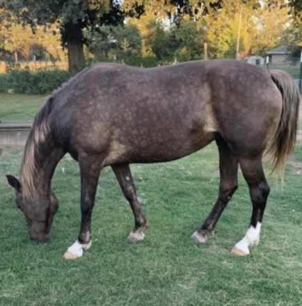 HorseID: 2279881 Silver pumpkins - PhotoID: 1054288