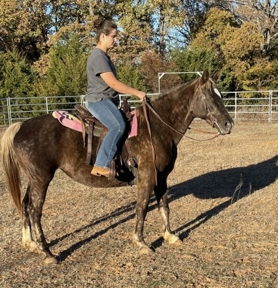 HorseID: 2279881 Silver pumpkins - PhotoID: 1054289