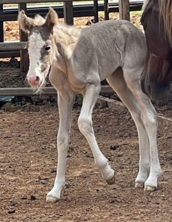 HorseID: 2279881 Silver pumpkins - PhotoID: 1054953