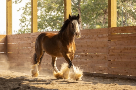 HorseID: 2279922 WG Tuff - PhotoID: 1054540