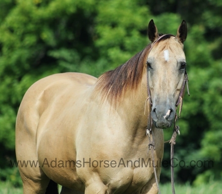 HorseID: 2279941 SNACKIN N PACKIN - PhotoID: 1054465