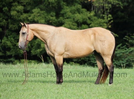 HorseID: 2279941 SNACKIN N PACKIN - PhotoID: 1054466