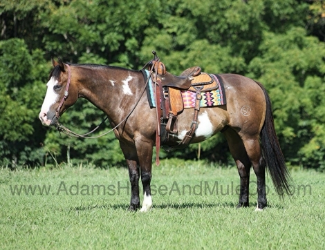 HorseID: 2279944 HERCULES - PhotoID: 1054451