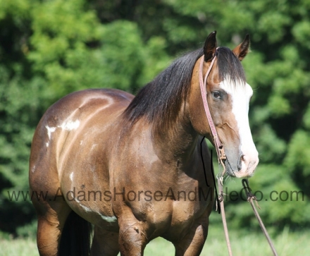 HorseID: 2279944 HERCULES - PhotoID: 1054454