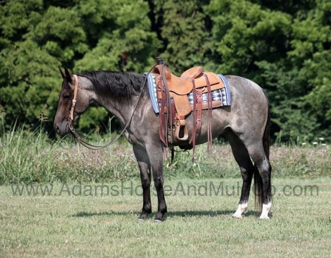 HorseID: 2279945 JAZZ ROYAL BANDIT - PhotoID: 1054455