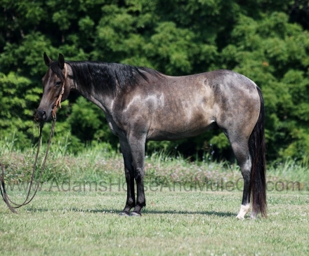 HorseID: 2279945 JAZZ ROYAL BANDIT - PhotoID: 1054456