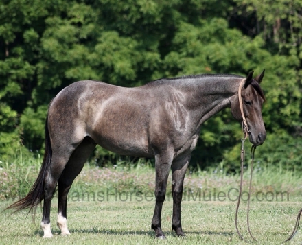 HorseID: 2279945 JAZZ ROYAL BANDIT - PhotoID: 1054457