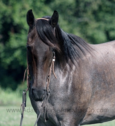 HorseID: 2279945 JAZZ ROYAL BANDIT - PhotoID: 1054458