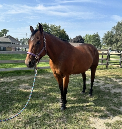 HorseID: 2279952 Bay Quarter Horse Mare - PhotoID: 1054357