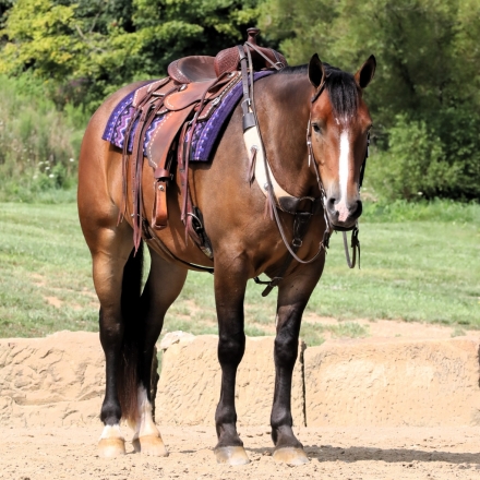 HorseID: 2279956 Buckeyes Stetson - PhotoID: 1054369