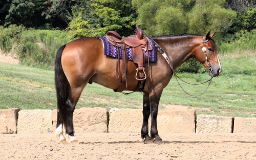 HorseID: 2279956 Buckeyes Stetson - PhotoID: 1054370