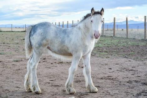 HorseID: 2279966 LC Ash - PhotoID: 1054383