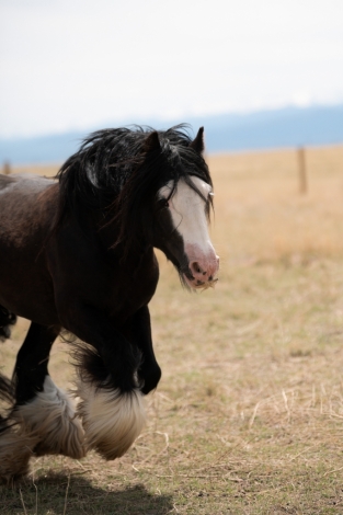 HorseID: 2279966 LC Ash - PhotoID: 1054385