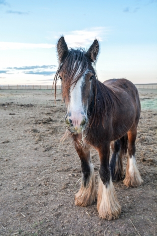 HorseID: 2279968 LC Maple - PhotoID: 1054491