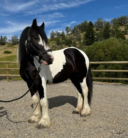 HorseID: 2279976 Lady Nyah - PhotoID: 1054395