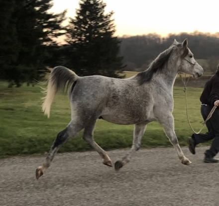 HorseID: 2279982 JS Zon Danser - PhotoID: 1054403