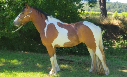 HorseID: 2279995 Dutchess - PhotoID: 1054417