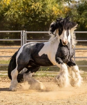 HorseID: 2279995 Dutchess - PhotoID: 1054418