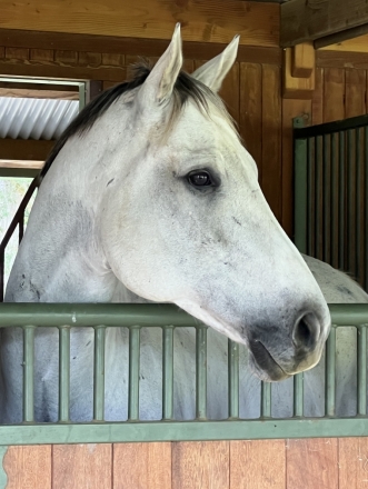 HorseID: 2280008 Dapper Grey - PhotoID: 1054440