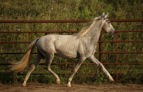 HorseID: 2280019 Siglavy Cara Mia - PhotoID: 1054480