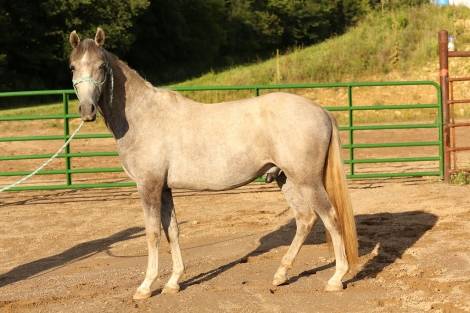 HorseID: 2280019 Siglavy Cara Mia - PhotoID: 1054481