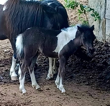 HorseID: 2280037 AMHA AMHR Pinto TINY show weanling colt - PhotoID: 1054500