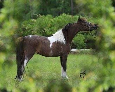 HorseID: 2280037 AMHA AMHR Pinto TINY show weanling colt - PhotoID: 1054501