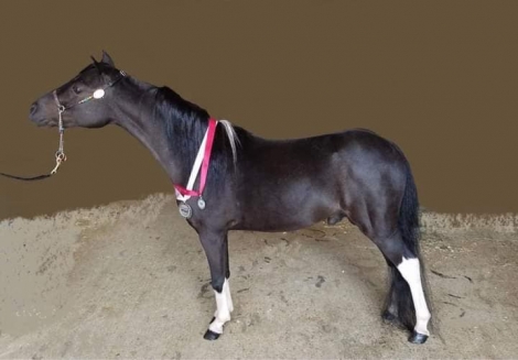 HorseID: 2280037 AMHA AMHR Pinto TINY show weanling colt - PhotoID: 1054502