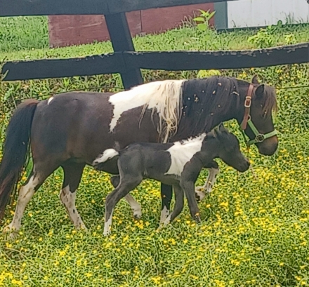 HorseID: 2280037 AMHA AMHR Pinto TINY show weanling colt - PhotoID: 1054503