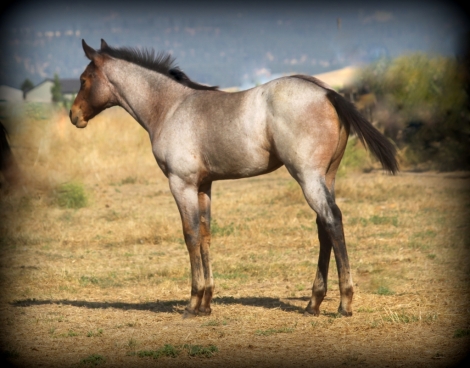 HorseID: 2280057 2024 AQHA  filly - PhotoID: 1054536