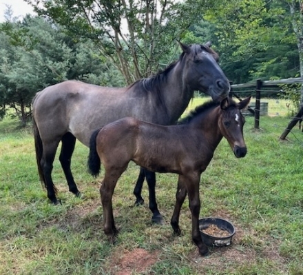 HorseID: 2280064 Friesian Sporthorse - PhotoID: 1054545