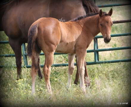 HorseID: 2280068 2024 colt Wimpys Little Step -Palo Duro Cat - PhotoID: 1054554