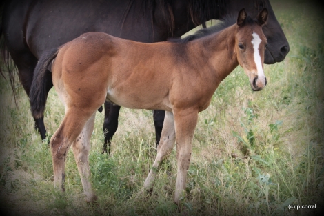 HorseID: 2280080 2024 grandson of Wimpys Little Step - PhotoID: 1054565