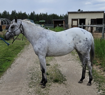 HorseID: 2280083 Sparkle and Shine - PhotoID: 1054568