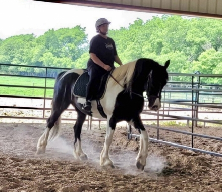 HorseID: 2280093 Grunewald’s Pavarotti - PhotoID: 1054582