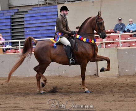 HorseID: 2280103 Doubletrees Call Me Phirst - PhotoID: 1054587