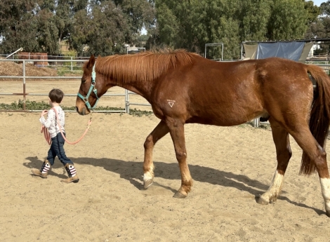 HorseID: 2280113 Phoenix - PhotoID: 1054595