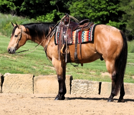 HorseID: 2280122 Joans Majestic Charmer - PhotoID: 1054618