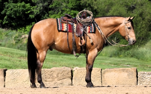 HorseID: 2280122 Joans Majestic Charmer - PhotoID: 1054619