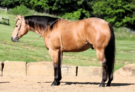 HorseID: 2280122 Joans Majestic Charmer - PhotoID: 1054620