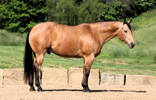 HorseID: 2280122 Joans Majestic Charmer - PhotoID: 1054621