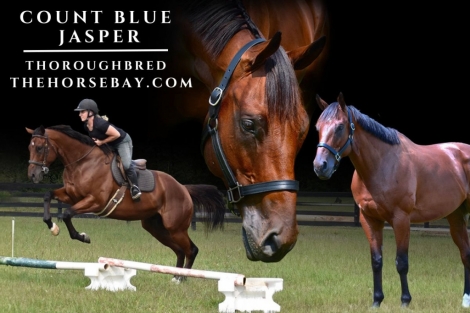 HorseID: 2280140 Count Blue - PhotoID: 1054648