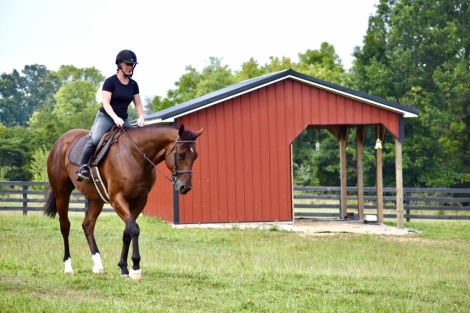 HorseID: 2280140 Count Blue - PhotoID: 1054649