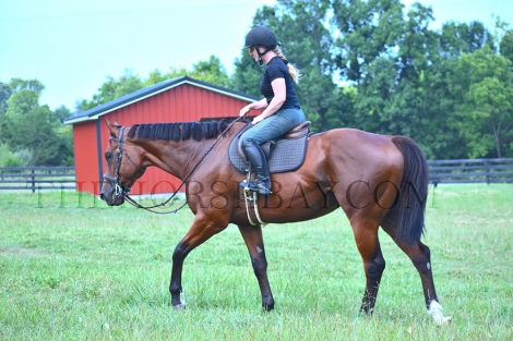 HorseID: 2280140 Count Blue - PhotoID: 1054650