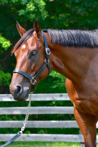 HorseID: 2280140 Count Blue - PhotoID: 1054651