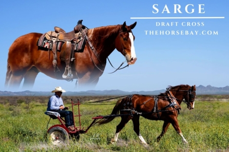 HorseID: 2280142 Sarge - PhotoID: 1054657