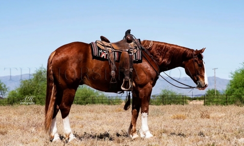 HorseID: 2280142 Sarge - PhotoID: 1054658