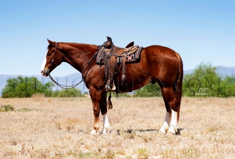 HorseID: 2280142 Sarge - PhotoID: 1054659