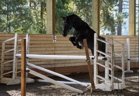 HorseID: 2280143 Kix's Knight Magic - PhotoID: 1054667